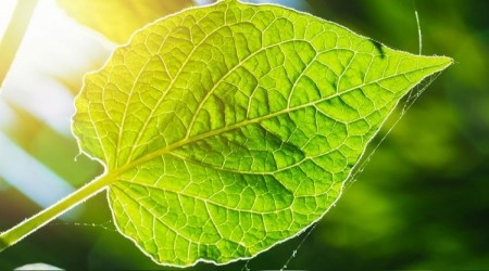 Yapay fotosentez sistemi geli�tirildi