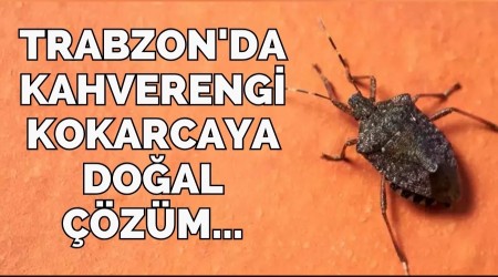 Trabzon'da kahverengi kokarcaya do�al ��z�m...