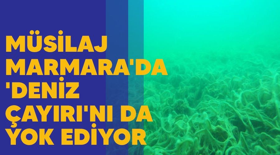 M�silaj Marmara'da 'deniz �ay�r�'n� da yok ediyor