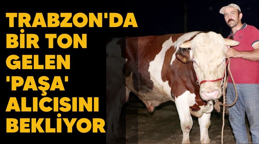 Trabzon'da bir ton gelen 'Pa�a' al�c�s�n� bekliyor