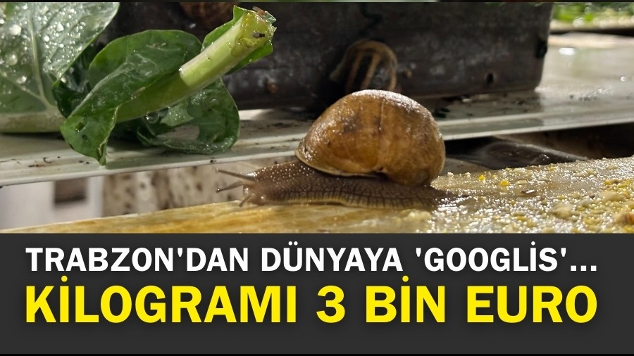 Trabzon'dan dünyaya 'Googlis'... Kilogramı 3 bin Euro...