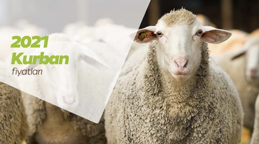 Araba fiyatına kurbanlık !!