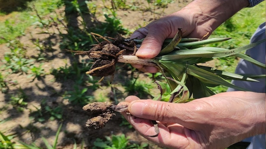 Giresun'da salep �retimi y�zleri g�ld�rd�