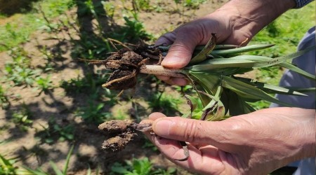 Giresun'da salep �retimi y�zleri g�ld�rd�