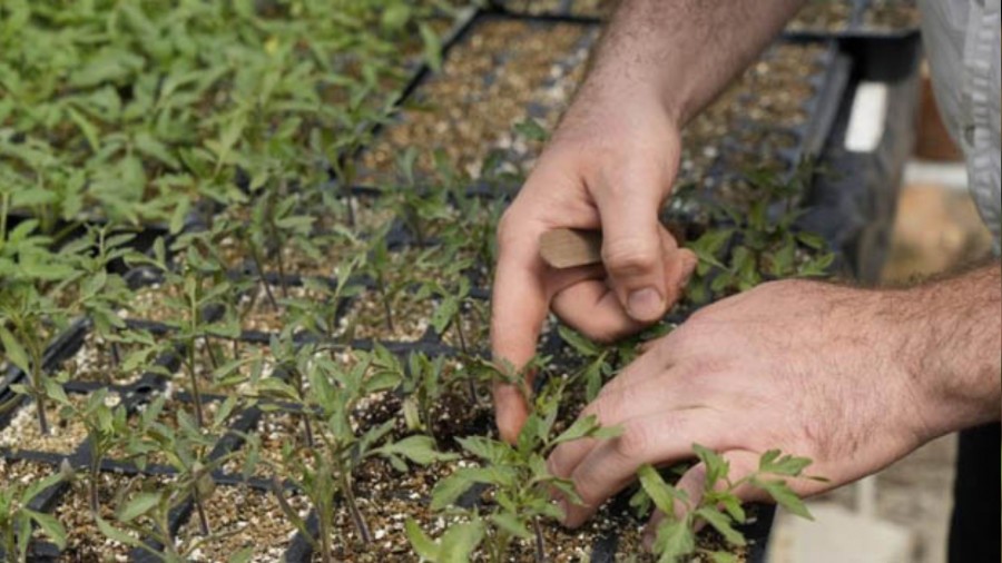 Gümüşhane'de 100 yıllık tohumlarla domates fidesi üretiyor