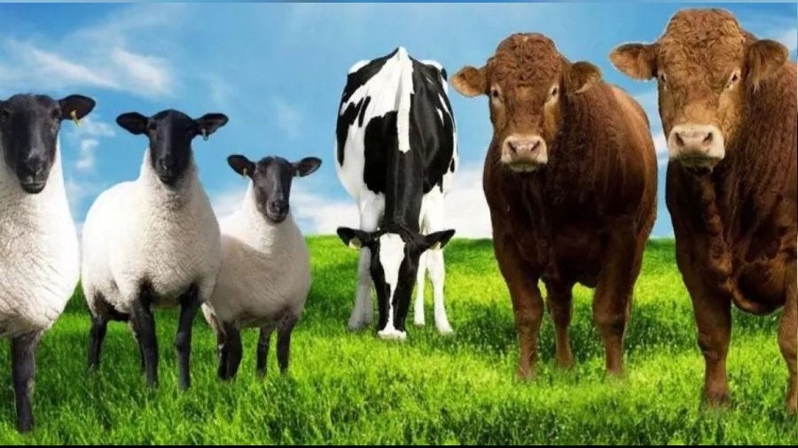 N�fus artarken, hayvan say�s� azal�yor