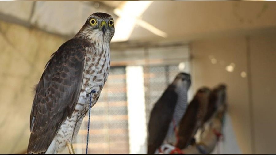 Rize'de �ehir merkezine inen atmaca ma�azaya girdi