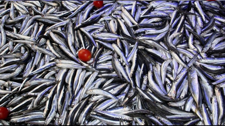 Vatandaş balık sırasına girdi