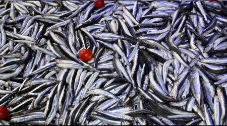 Vatandaş balık sırasına girdi