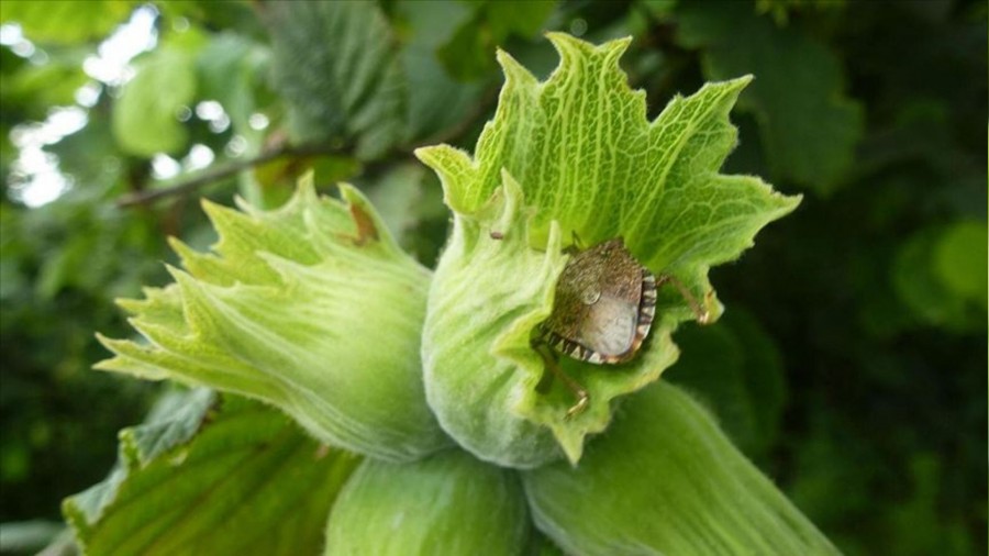 Karadeniz'de 'istilac� b�cek' durdurulam�yor!