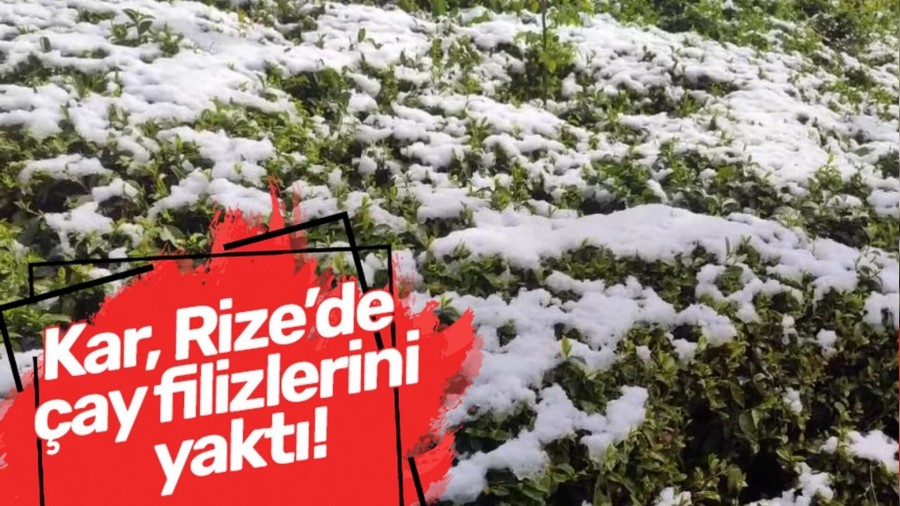 Kar, Rize�de �ay filizlerini yakt�!