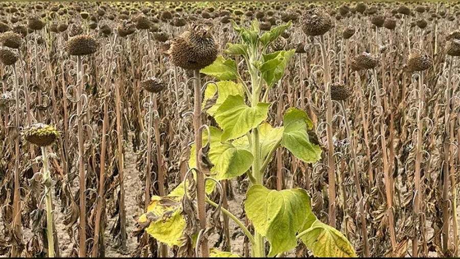 A��r� S�caklar Ay�i�e�ini Vurdu