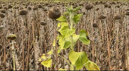 A��r� S�caklar Ay�i�e�ini Vurdu