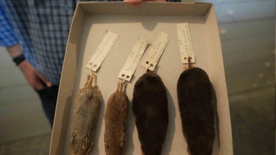 D�nya biyo�e�itlili�ine ilk kez kazand�r�lan 3 yeni t�r: Fare, k�stebek, gelengi