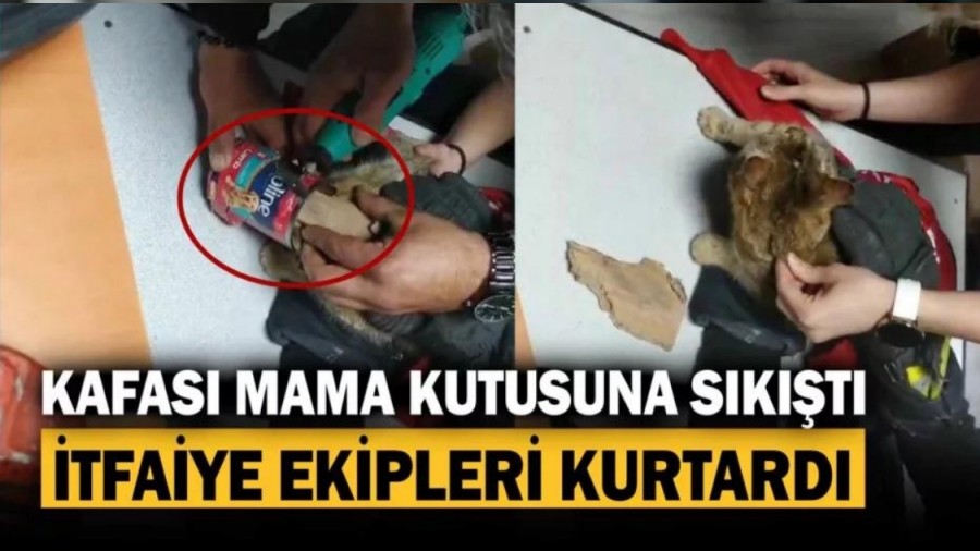 Kafas�n� mama kutusuna s�k��t�ran kedinin yard�m�na itfaiye ekipleri yeti�ti