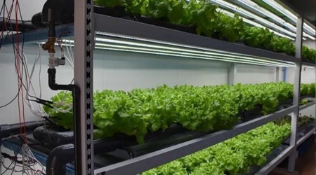 Trabzon'da ��renciler topraks�z tar�mla sebze yeti�tiriyor