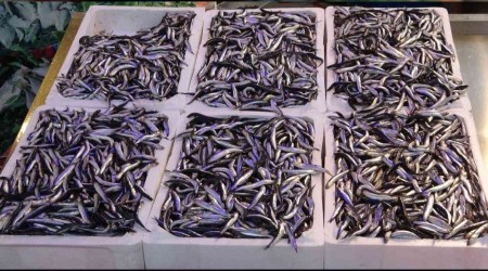 Trabzon'da Tezgahlarda Bal�k Bollu�u! 