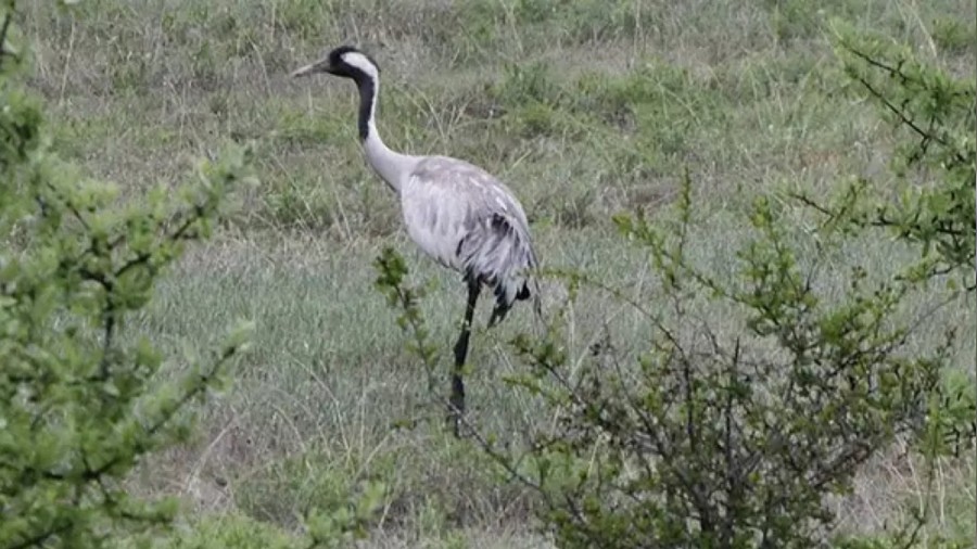 Turnalar Giresun'da g�r�nt�lendi