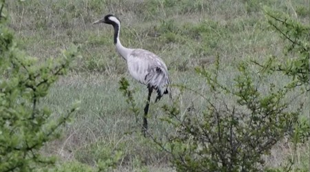 Turnalar Giresun'da g�r�nt�lendi