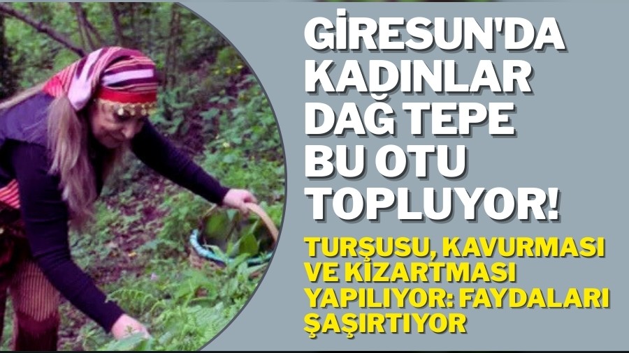 Giresun'da kadınlar dağ tepe bu otu topluyor! Turşusu, kavurması ve kızartması yapılıyor: Faydaları şaşırtıyor