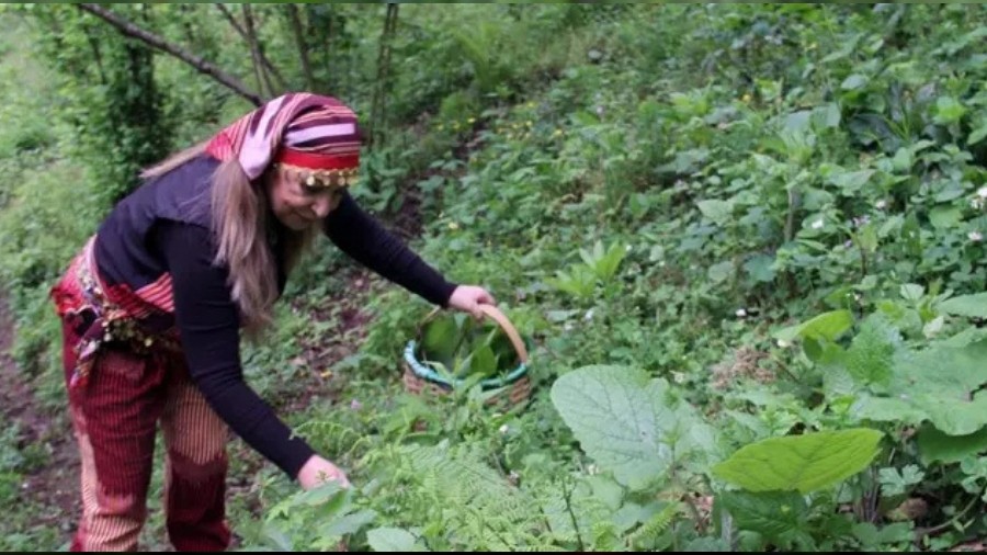Giresun'da kadınlar dağ tepe bu otu topluyor! Turşusu, kavurması ve kızartması yapılıyor: Faydaları şaşırtıyor
