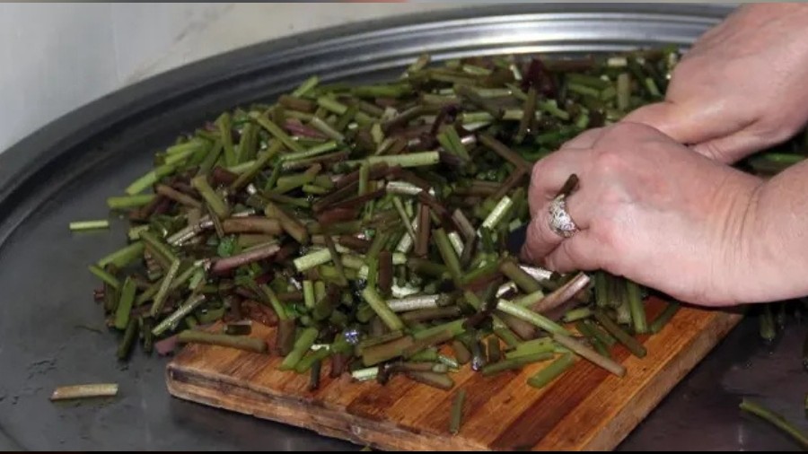 Giresun'da kadınlar dağ tepe bu otu topluyor! Turşusu, kavurması ve kızartması yapılıyor: Faydaları şaşırtıyor