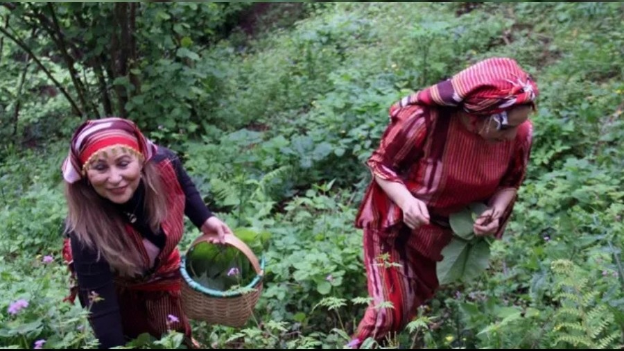 Giresun'da kadınlar dağ tepe bu otu topluyor! Turşusu, kavurması ve kızartması yapılıyor: Faydaları şaşırtıyor