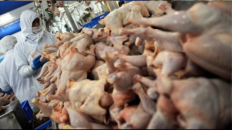 Tavuk eti �retiminde d����