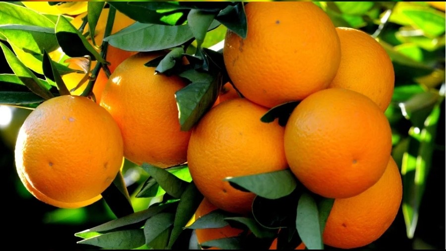 Bu Do�al Besinler Di�lerinizi Bembeyaz Yap�yor