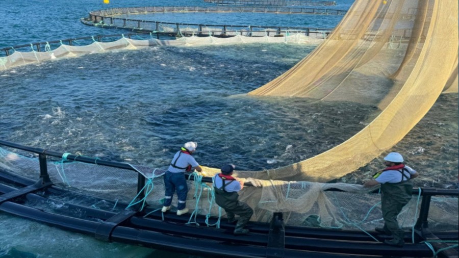 Giresun�da 18 bin ton k�lt�r bal��� yeti�tirilecek