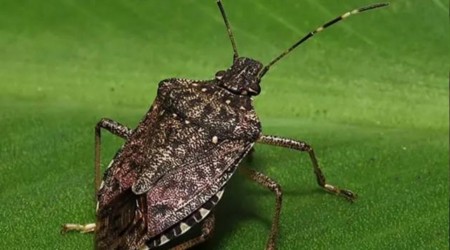 10 il�ede kahverengi kokarca ile ila�l� m�cadeleye te�vik