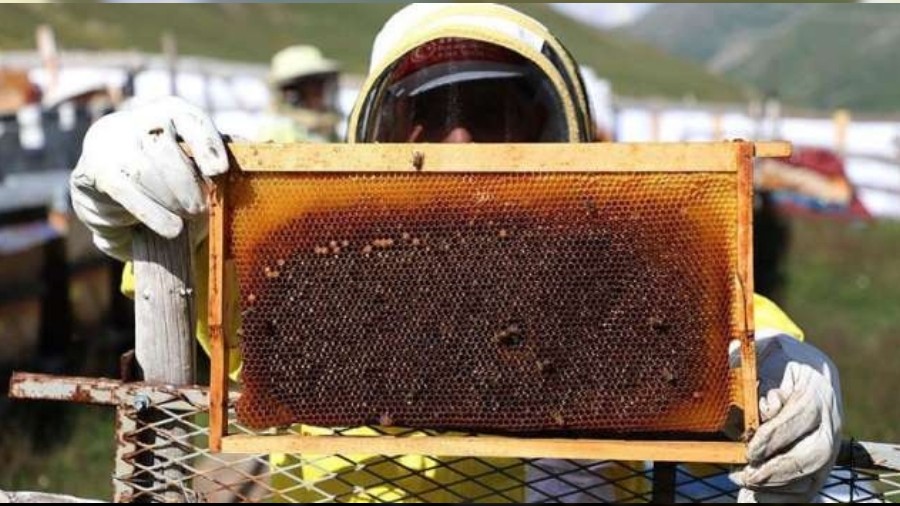 Anzer Bal� kilo fiyat� ne kadar? Y�zde 50 zam