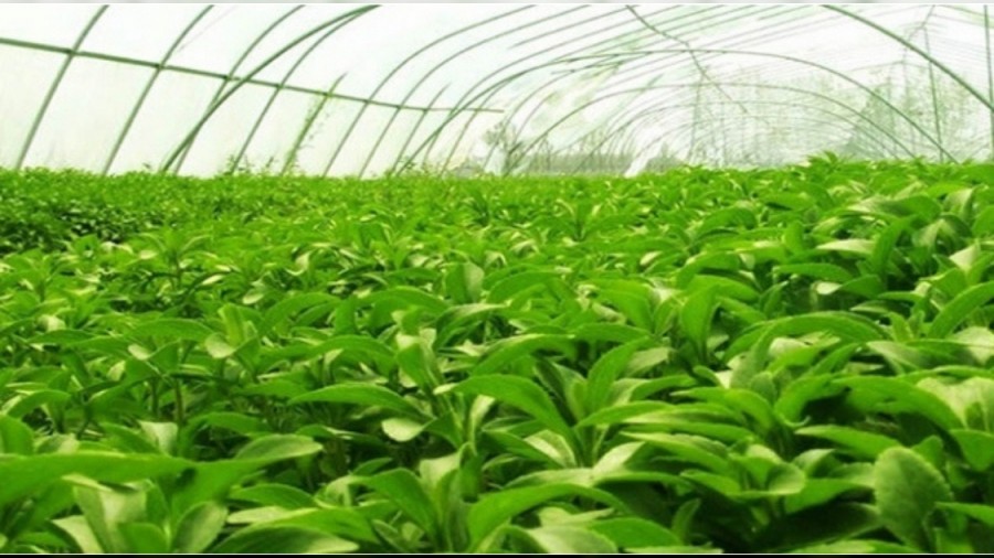 Trabzon'un bereketli topraklar�! Trabzon'da en �ok ne yeti�ir?