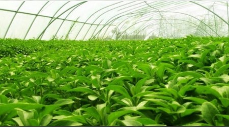 Trabzon'un bereketli topraklar�! Trabzon'da en �ok ne yeti�ir?