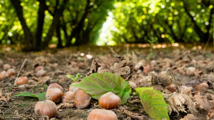 Fındıkta büyük zarar! "Tehlike devam ediyor"