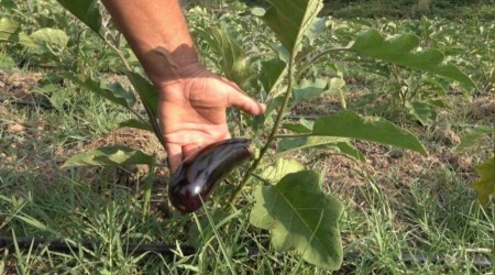 �rnek Olmak ��in 25 D�n�m Araziye Patl�can Dikti